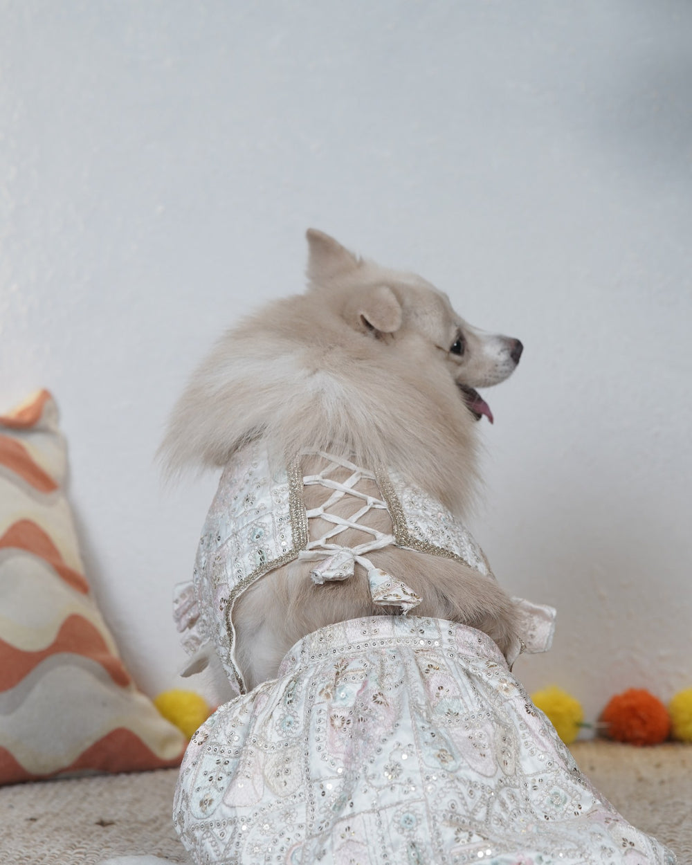 Mogra Ghera dog lehenga on an Indian Spitz