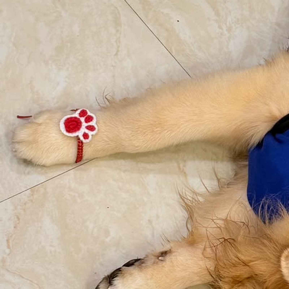 Careatic™ Paw Bandhan Crochet Rakhi for Dogs