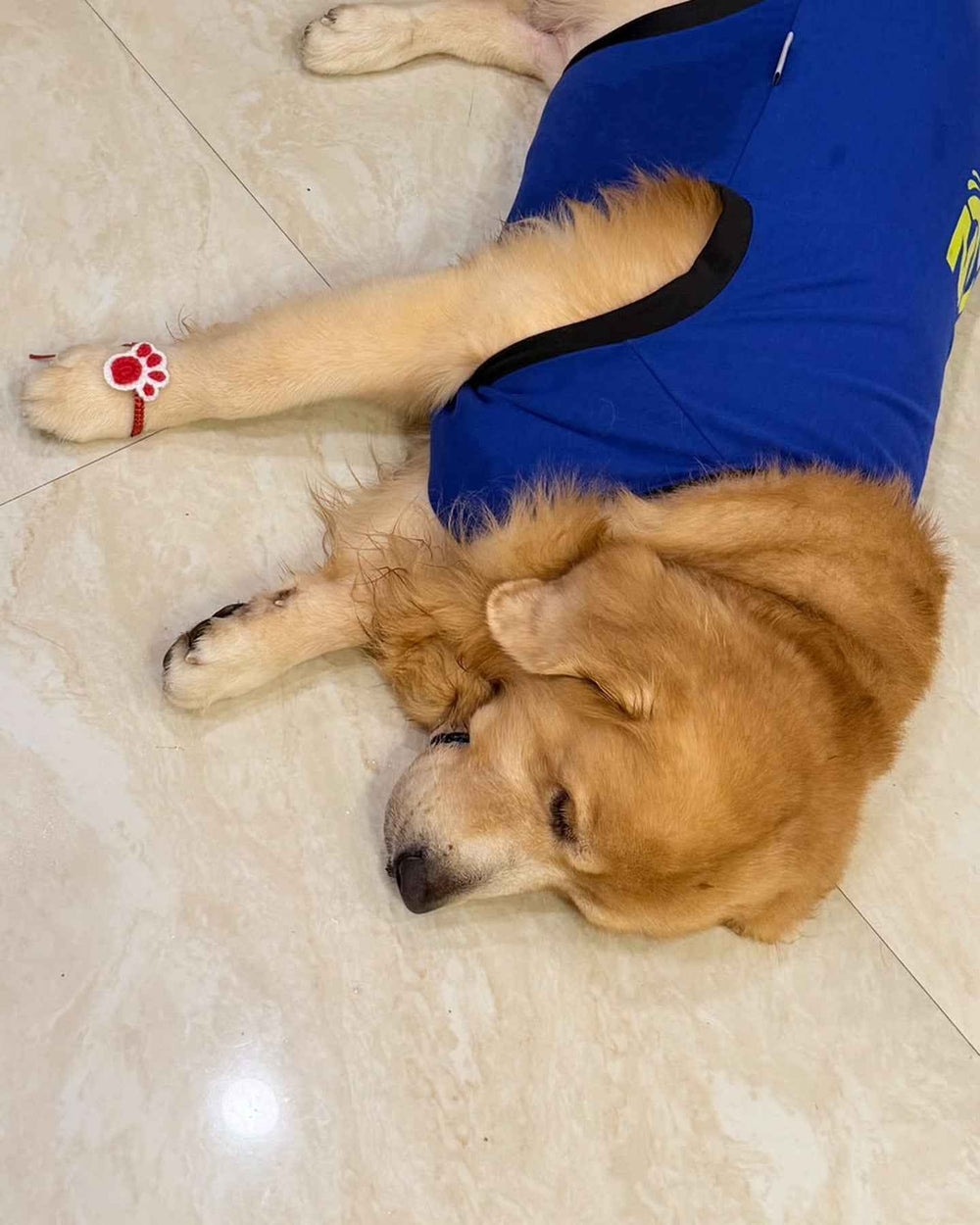 Careatic™ Paw Bandhan Crochet Rakhi for Dogs