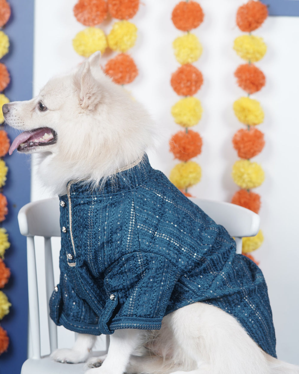 Peacock Sequin dog kurta on an Indian Spitz