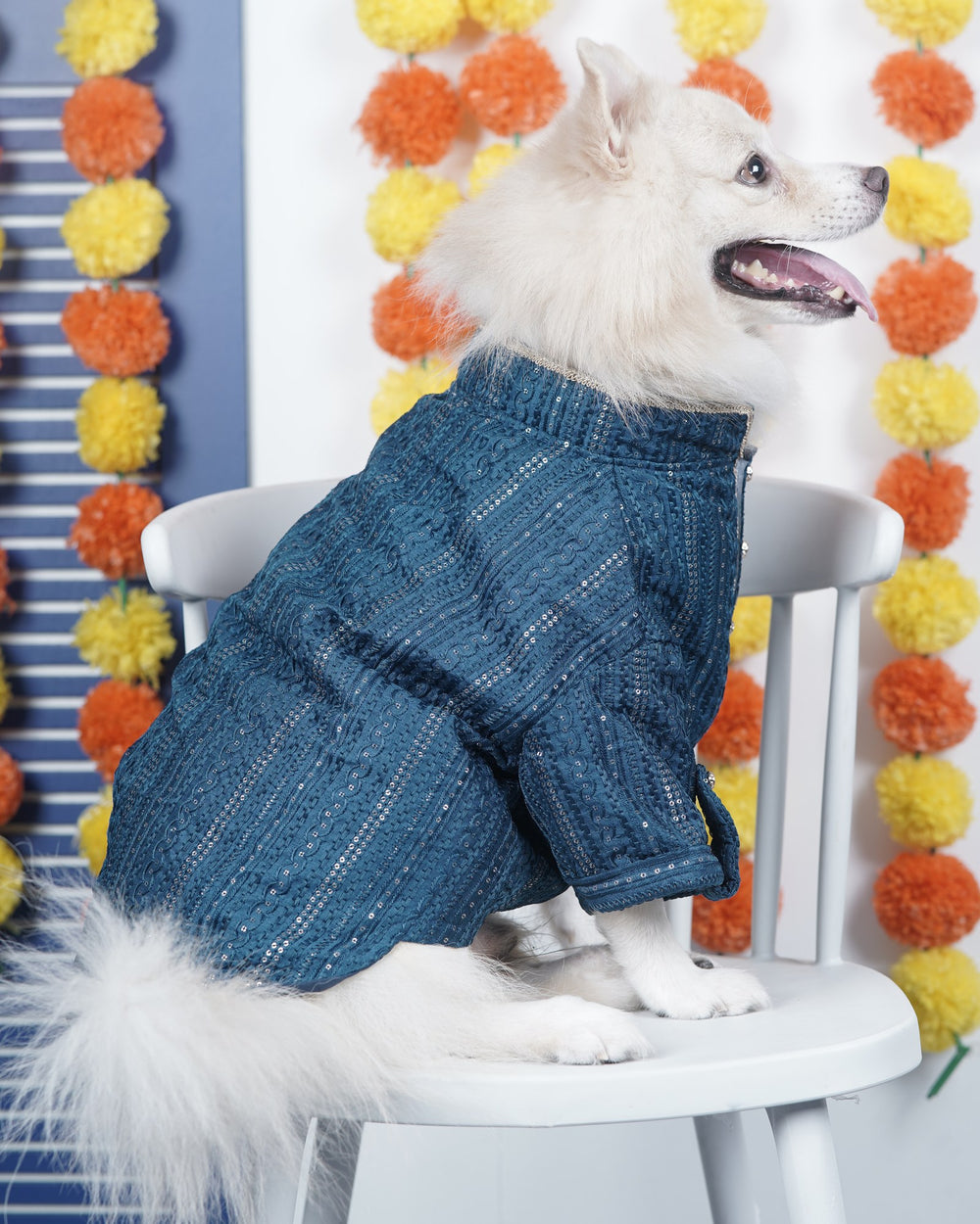 Peacock Sequin dog kurta on an Indian Spitz