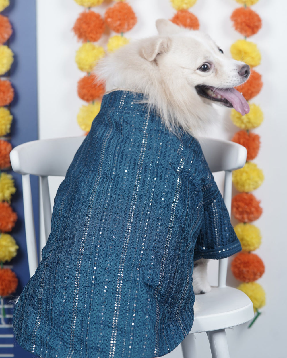 Peacock Sequin dog kurta on an Indian Spitz
