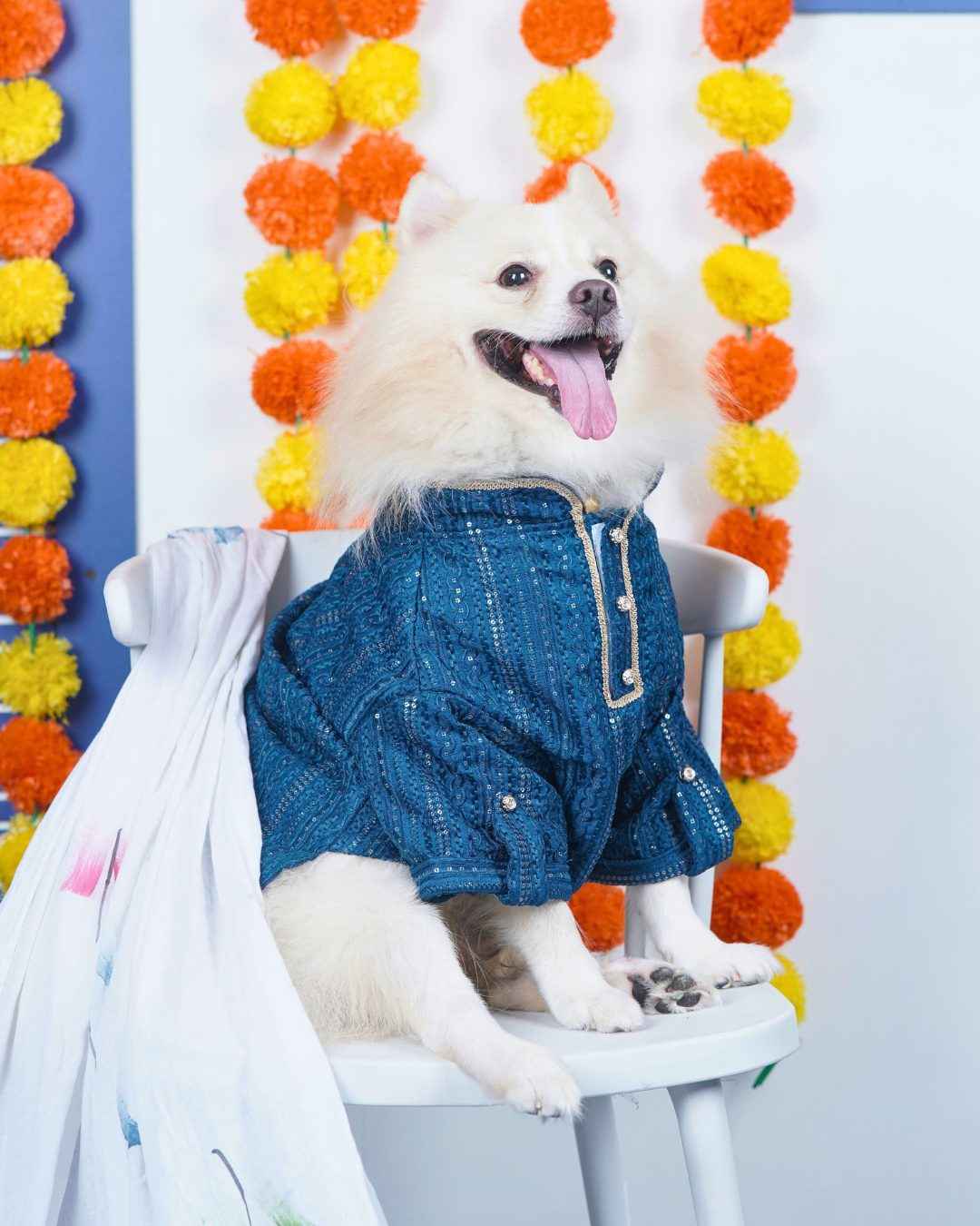 A white Indian Spitz in the blue Peacock Sequin kurta, on a chair under marigold garlands