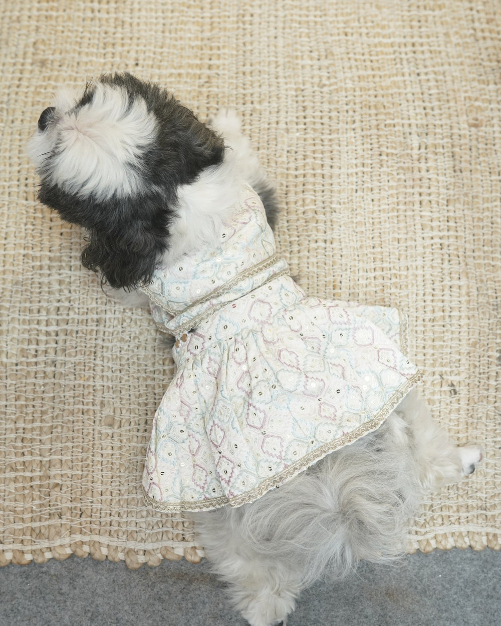Pearl Ghera dog lehenga on a Shih Tzu