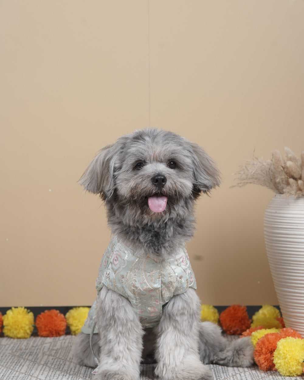 Pista Gulab dog kurta on a Shih Tzu