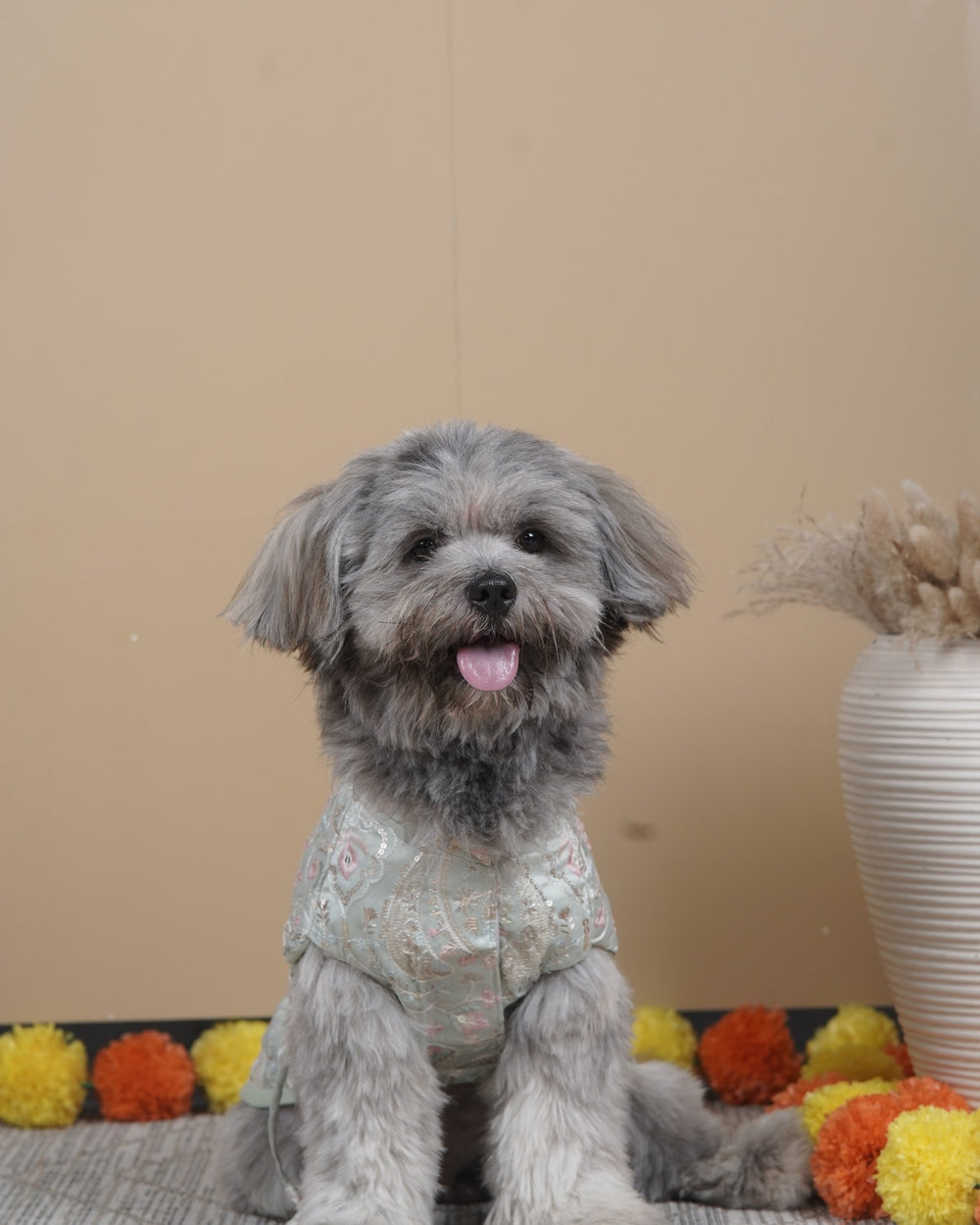 Pista Gulab dog kurta on a Shih Tzu