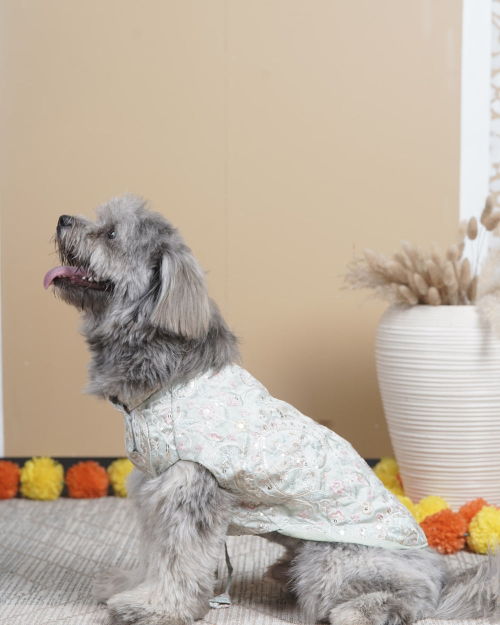 Pista Gulab dog kurta on a Shih Tzu