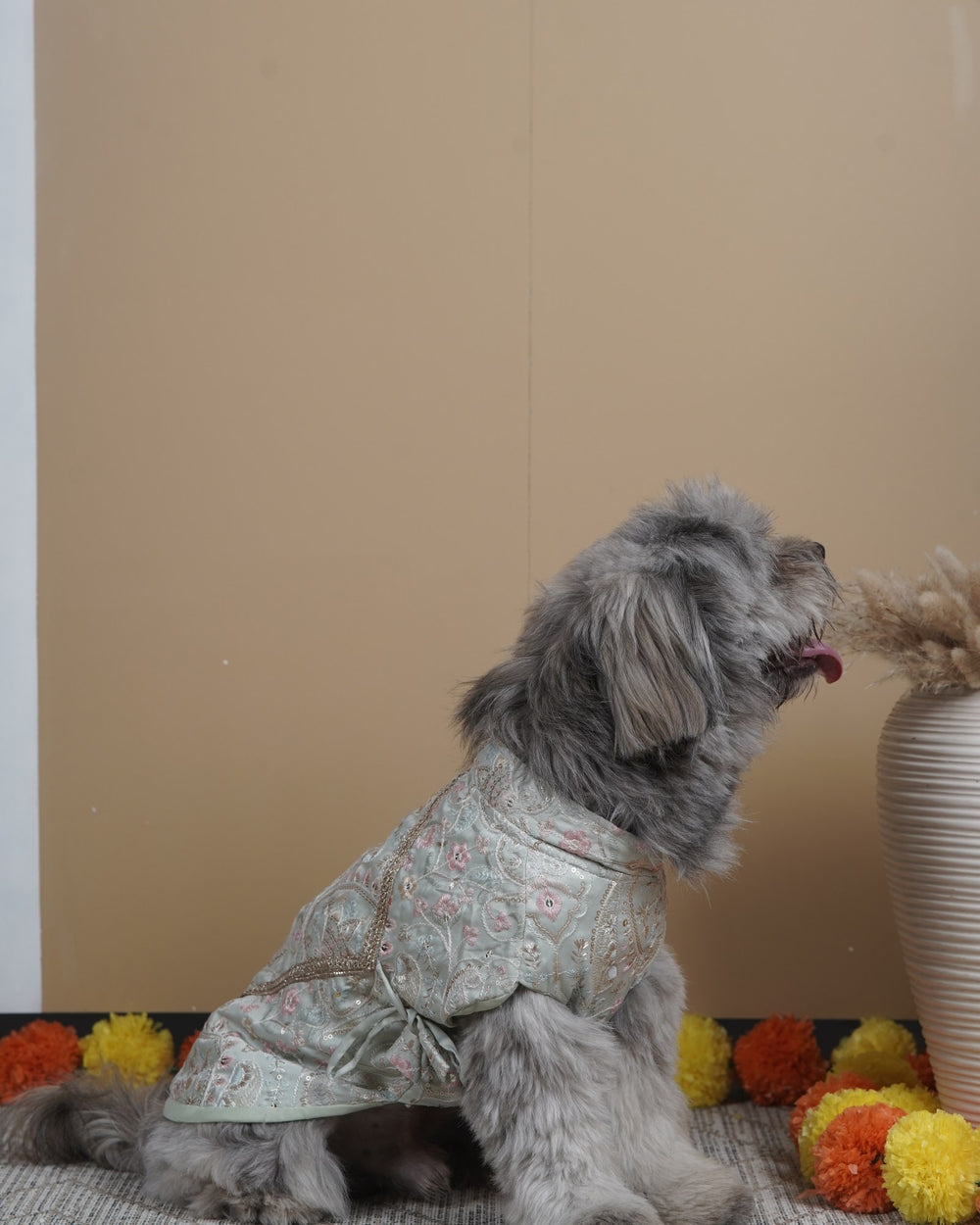 Pista Gulab dog kurta on a Shih Tzu