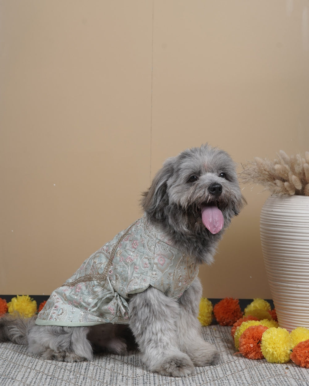 Pista Gulab dog kurta on a Shih Tzu