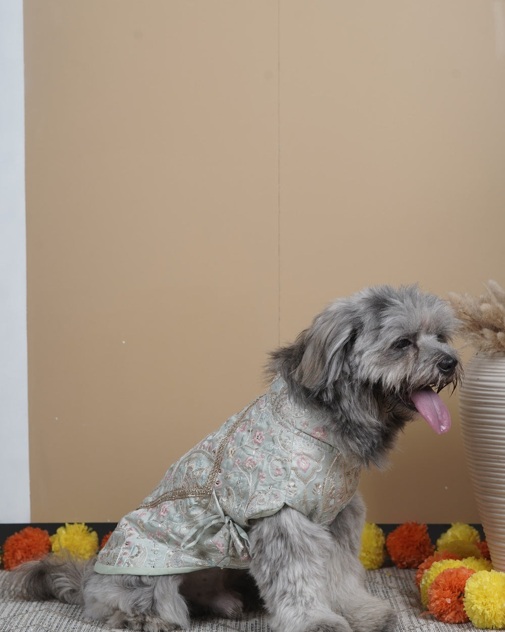 Pista Gulab dog kurta on a Shih Tzu