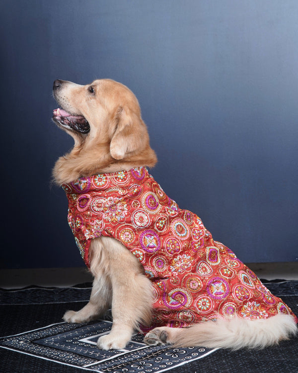 Golden retriever in the Royal Embroidered kurta seen from the side, full body fit
