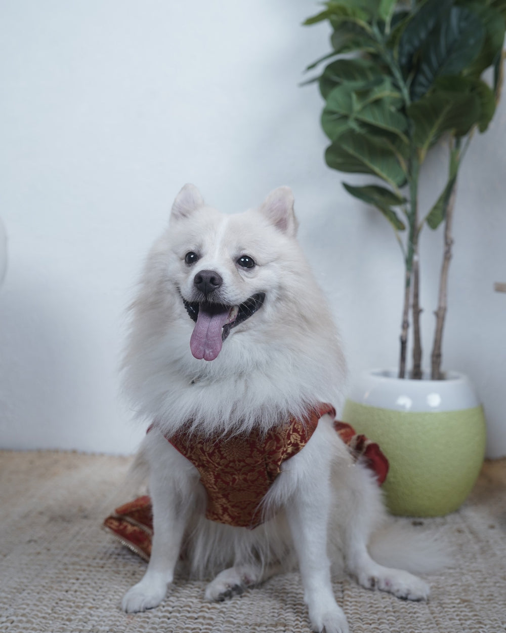 Sindoori Gold dog lehenga on an Indian Spitz