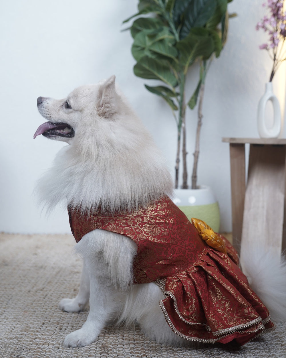 Sindoori Gold dog lehenga on an Indian Spitz
