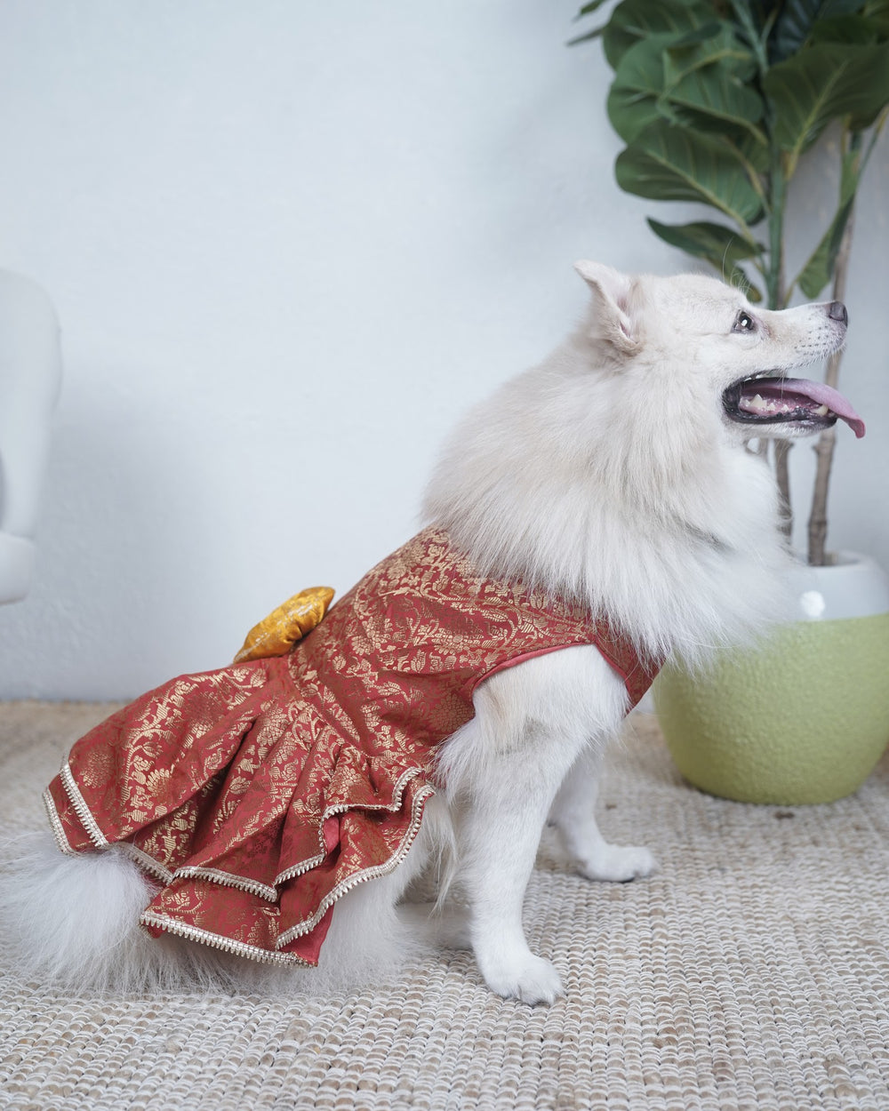 Sindoori Gold dog lehenga on an Indian Spitz