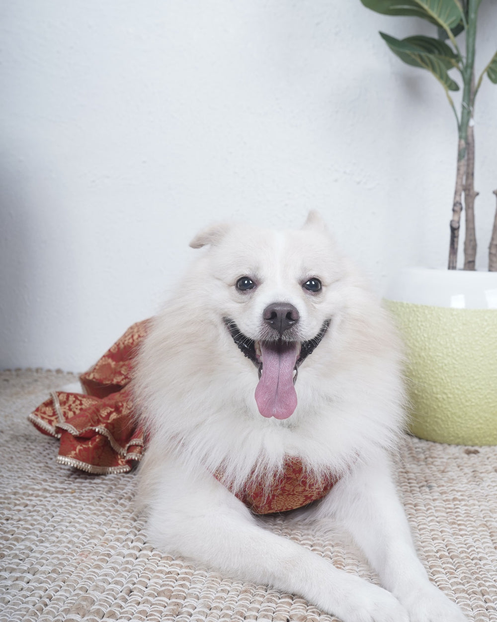 Sindoori Gold dog lehenga on an Indian Spitz