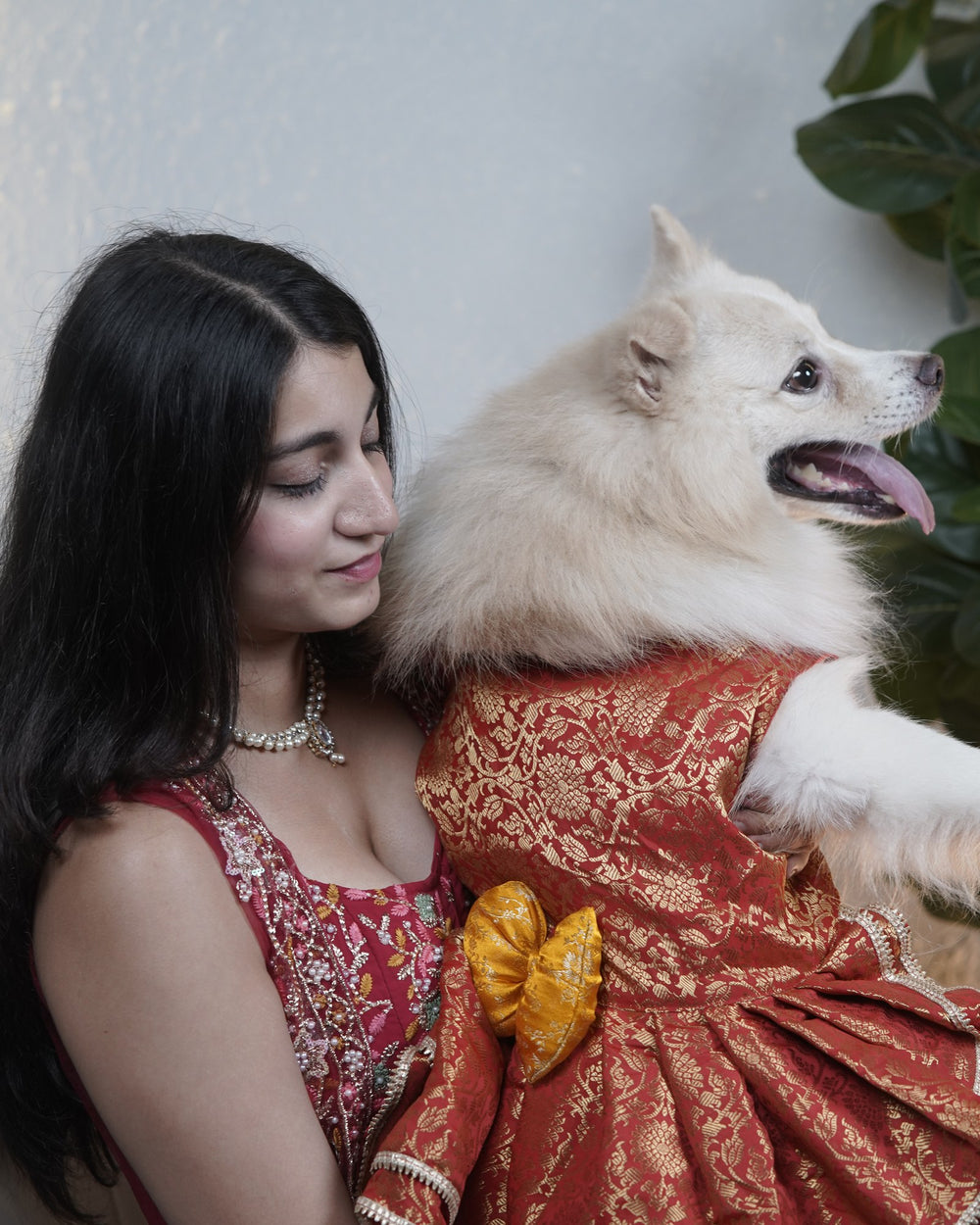 Sindoori Gold dog lehenga on an Indian Spitz