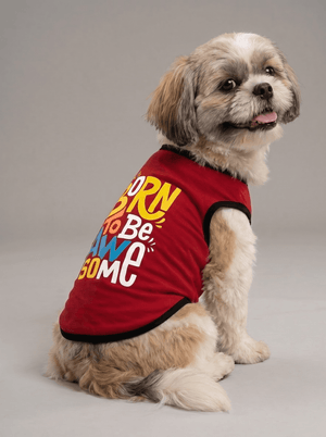 Adult  Shih Tzu
