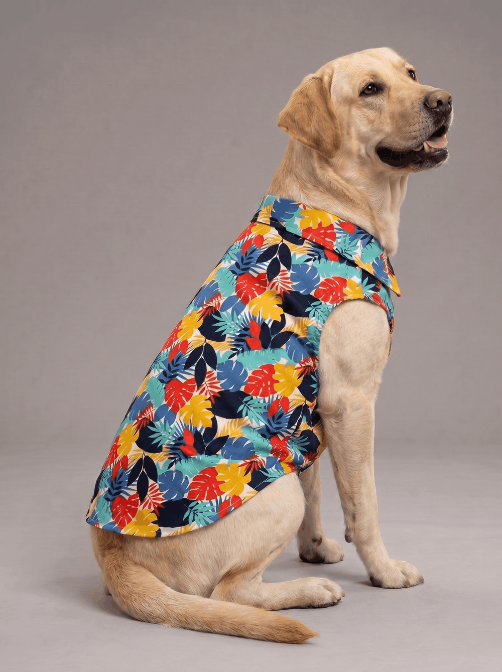 Labrador Retriever wearing the Careatic Goa Vibes dog shirt