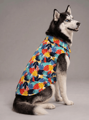 Siberian Husky