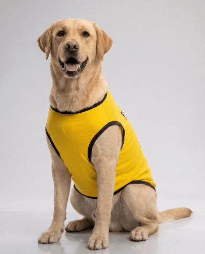 Careatic™ Born to Be Awesome Yellow T-shirt for Labrador Retrievers - CAREATIC