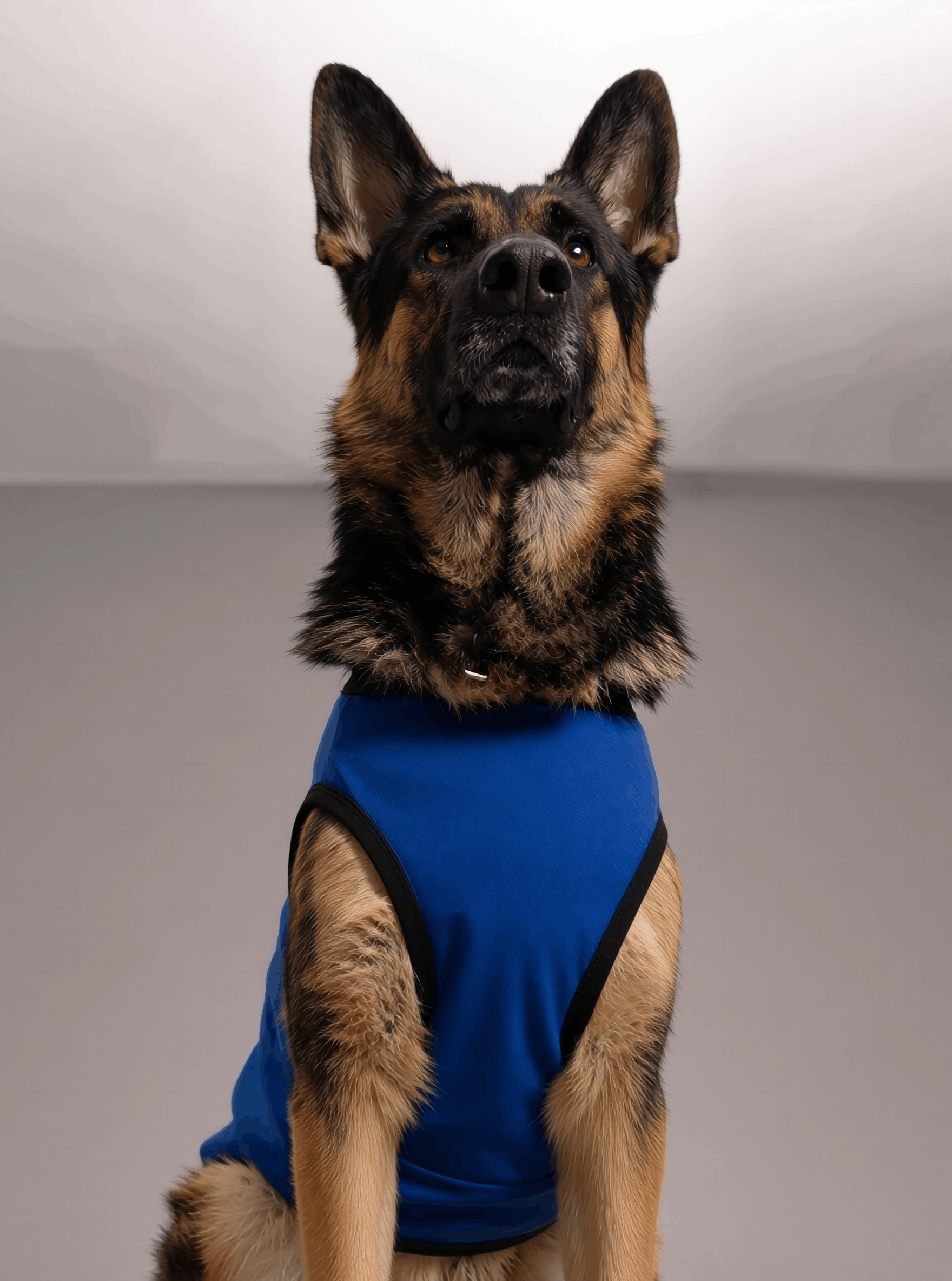 Careatic™ Born to Be Awesome Blue T-shirt for German Shepherd - CAREATIC