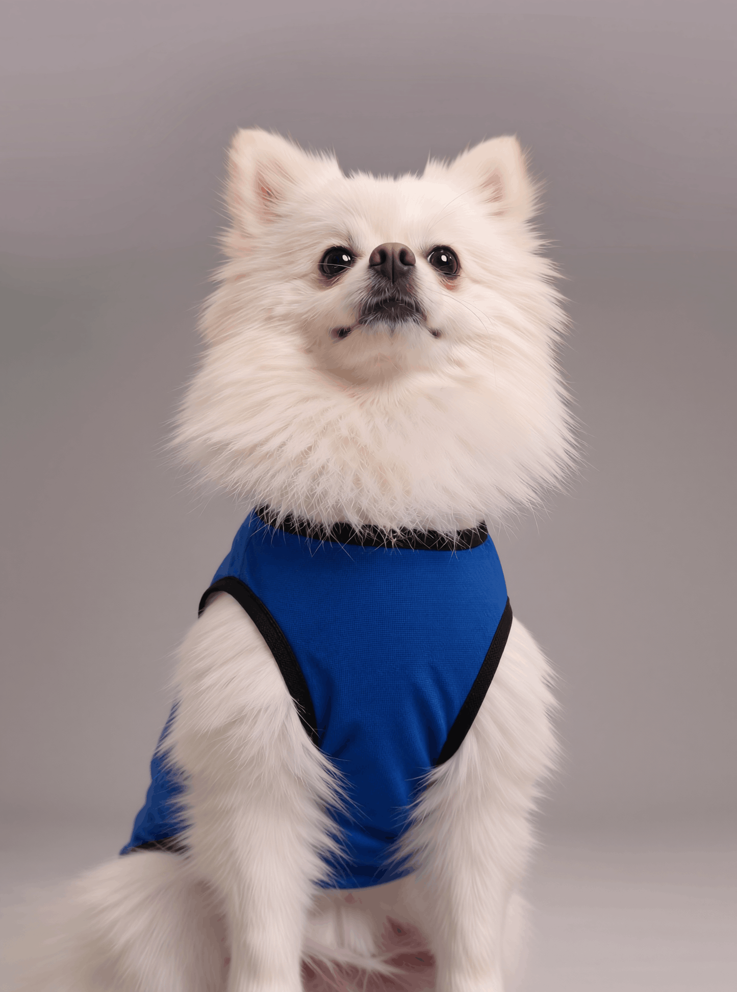 Careatic™ Born to Be Awesome Blue T-shirt for Pomeranian - CAREATIC