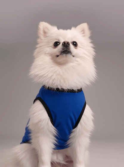 Careatic™ Born to Be Awesome Blue T-shirt for Pomeranian - CAREATIC