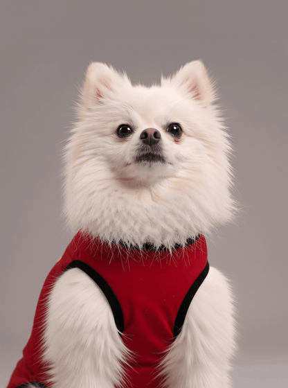 Careatic™ Born to Be Awesome Red T-shirt for Pomeranian - CAREATIC