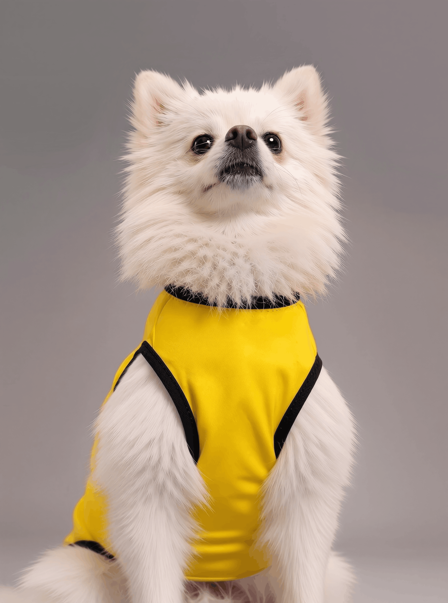 Careatic™ Born to Be Awesome Yellow T-shirt for Pomeranian - CAREATIC
