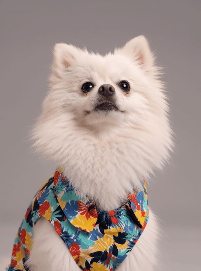 Careatic™ Goa Vibes Shirt for Pomeranian - CAREATIC