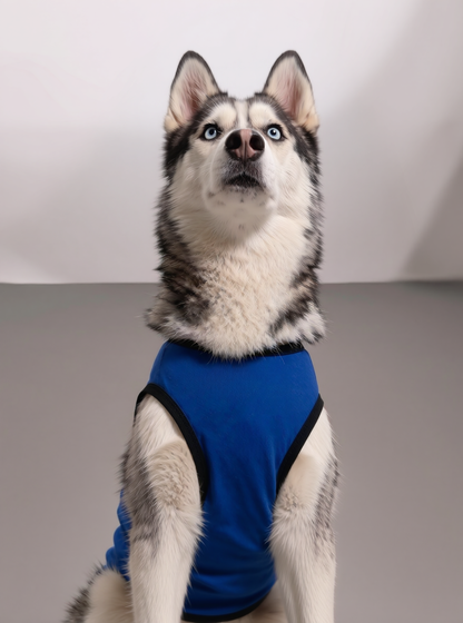 Careatic™ Born to Be Awesome Blue T-shirt for Husky - CAREATIC