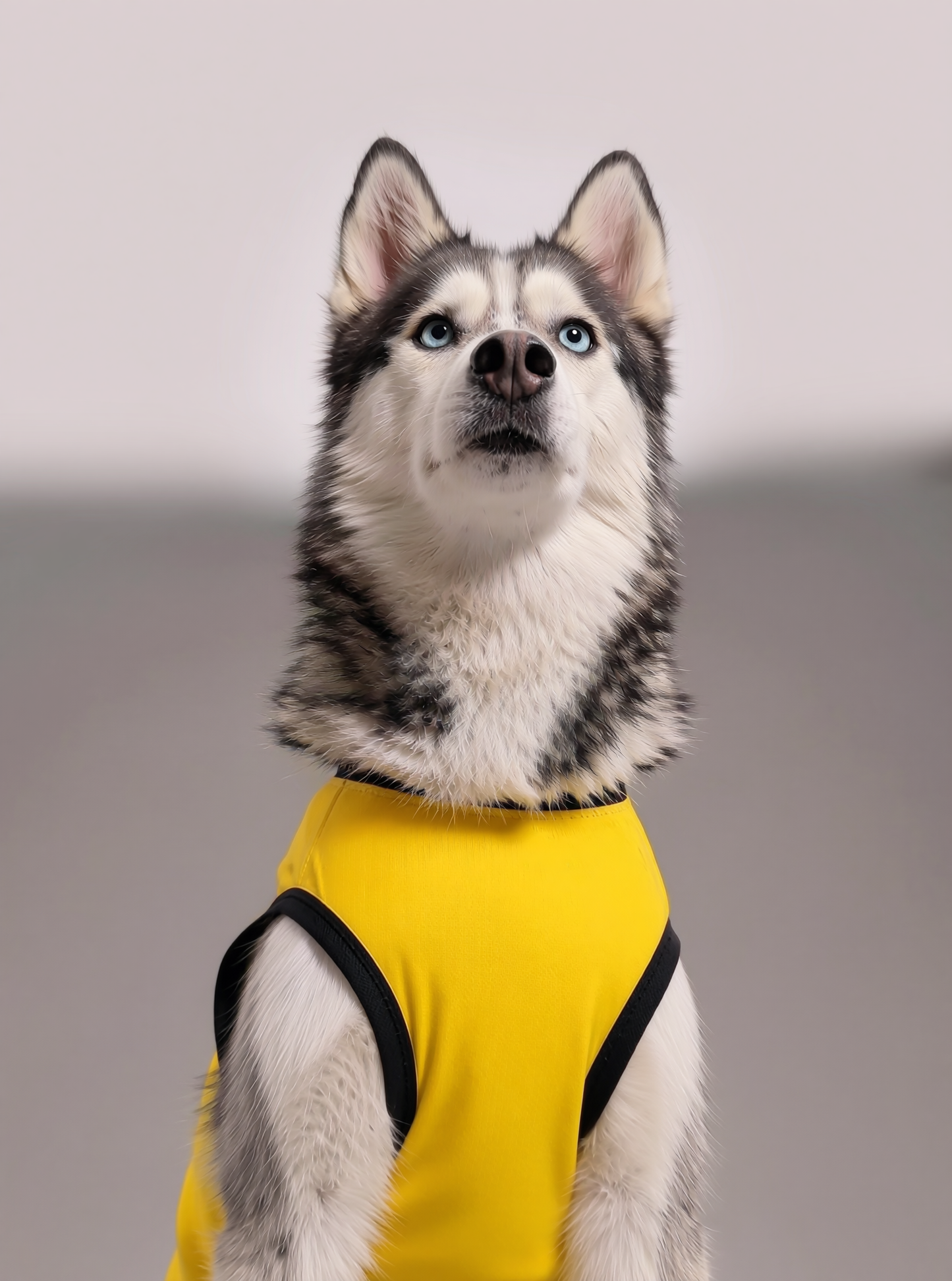 Careatic™ Born to Be Awesome Yellow T-shirt for Husky - CAREATIC