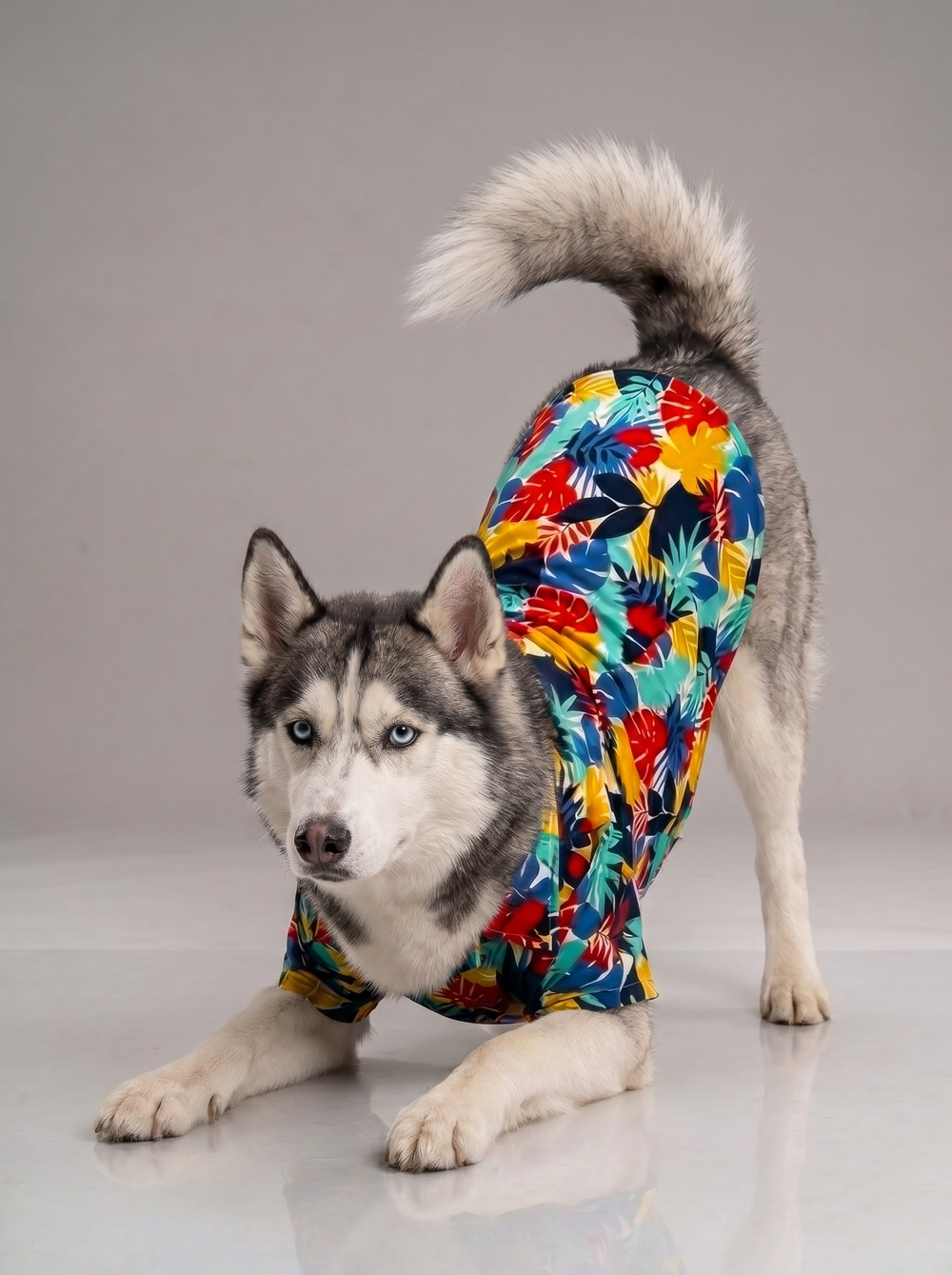 Careatic™ Goa Vibes Dog Shirt for Husky - CAREATIC