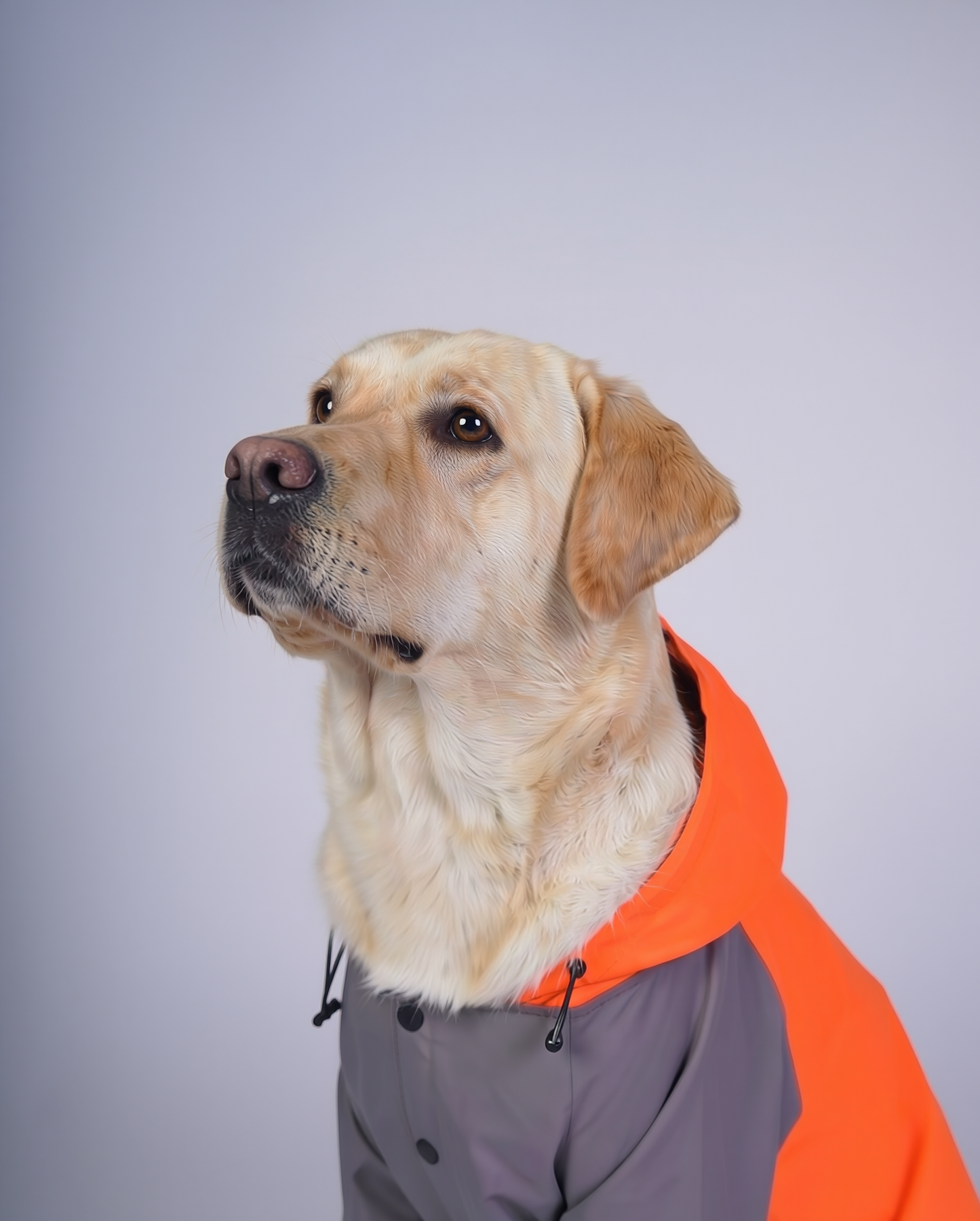 Careatic™ TrailGuard Duo Jumpsuit Raincoat for  Labrador Retriever