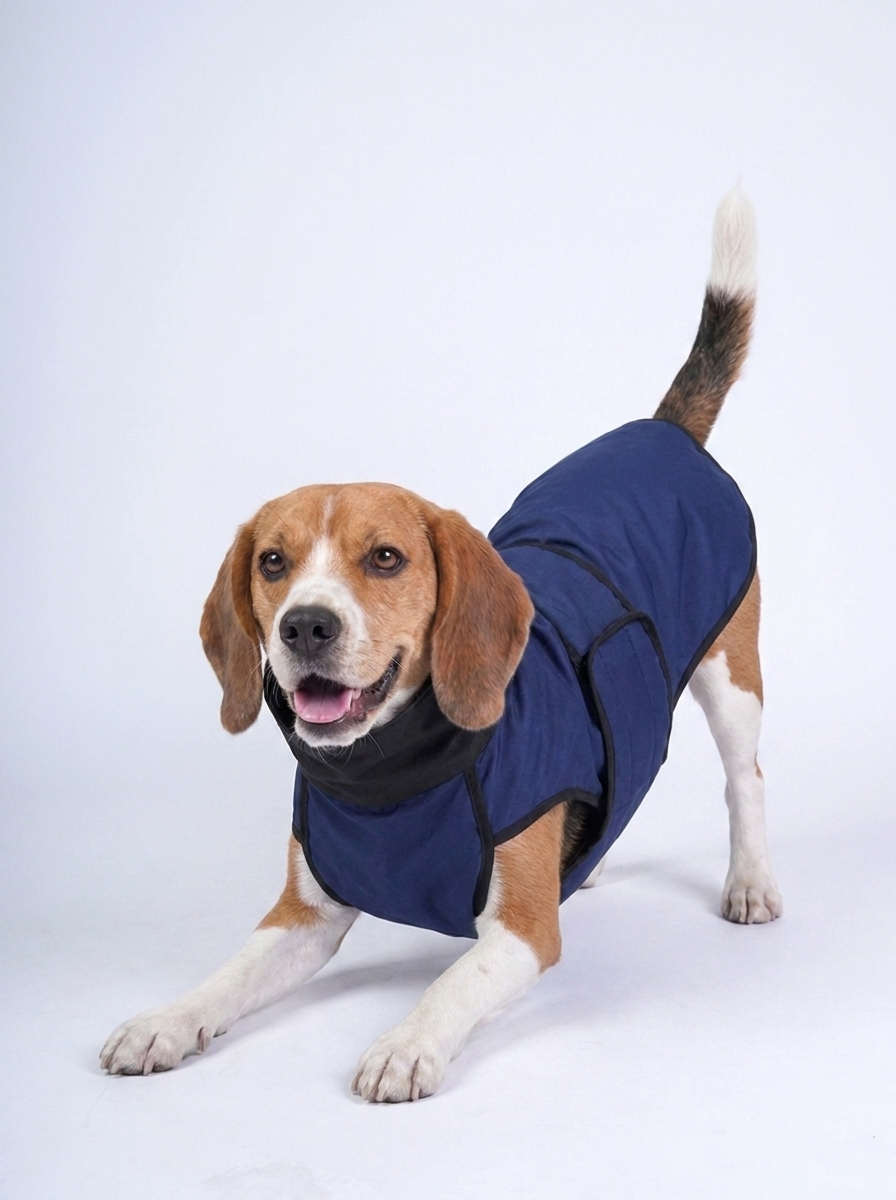 Beagle wearing the Careatic RainFlex Lite waterproof dog raincoat - play bow