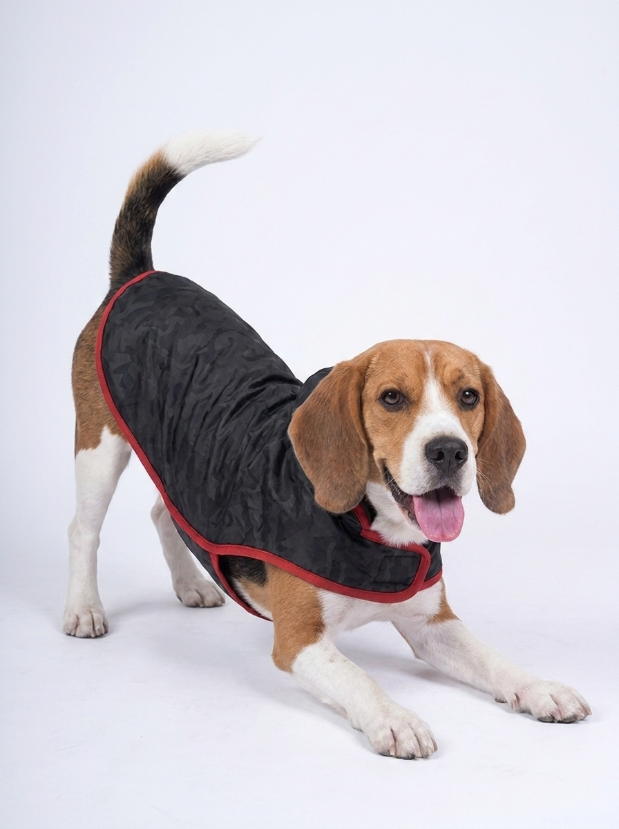 Beagle wearing the Careatic Black Army waterproof dog raincoat - play bow