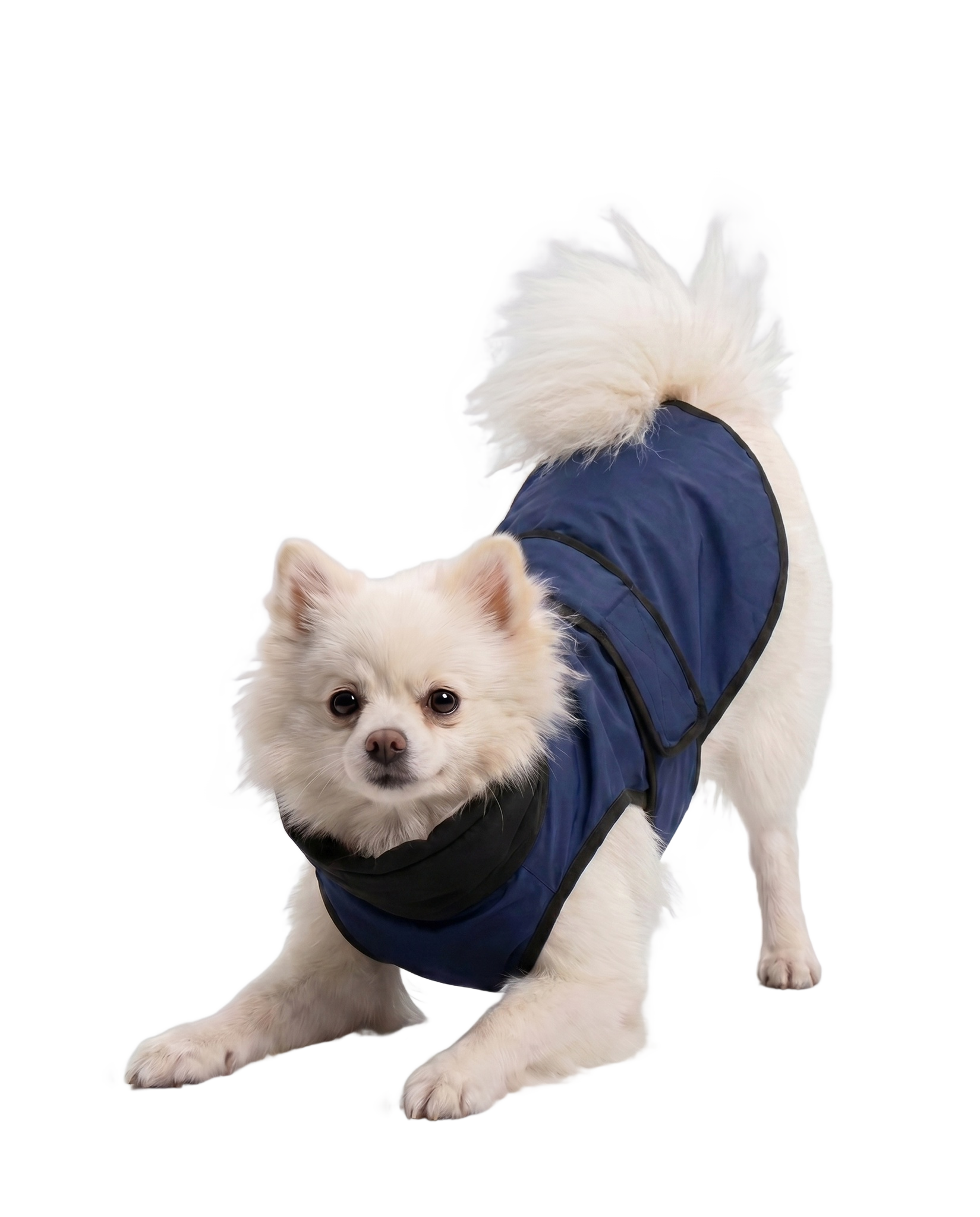 Pomeranian dog raincoat - Careatic