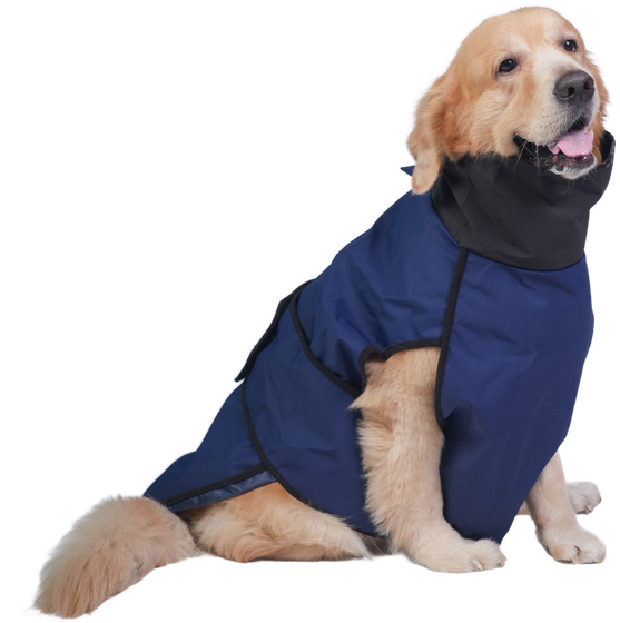 Golden Retriever in a Careatic raincoat