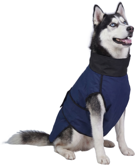 Siberian Husky in a Careatic raincoat