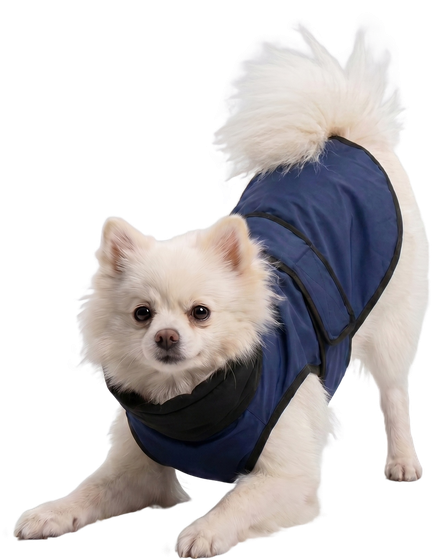 Pomeranian in a Careatic raincoat